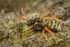 Nomada goodeniana (f)