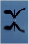 Grey Heron on Blue 3