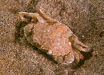 Liocarcinus marmoreus