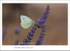 Small White