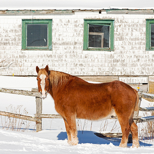 A draft horse pauses for a pose in front of the barn on a sunny winter's day.