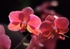 Orchid Phalaenopsis Queen Rose