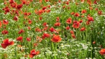 Poppies_5493