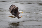Fishing on the Fly