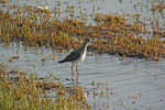 Lesser Yellowlegs