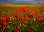 Poppy Fields