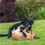 Dogs portfolio