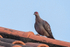 Speckled Pigeon