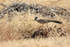 Greater Roadrunner running, Bosque del Apache, New Mexico