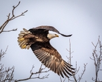 Taking Flight Too