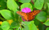 Gulf Fritillary
