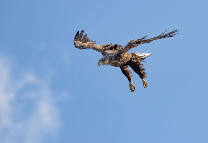 White Tailed Eagle - Isle of Mull - Scotland