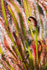 10th May Sundew