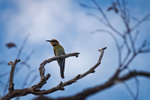 Rainbow Bee-eater