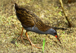 Water Rail feeding