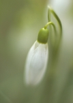 snowdrop