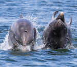 Chanory point, Bottle nose dolphins