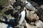Common Guillemot