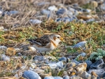 Snow Bunting