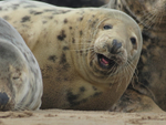 Seal With A Smile