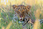 Close-up of Leopard resting in the grass