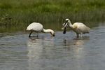 Spoonbill