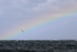 Diving Northern Gannet and rainbow, Ness of Duncansby, Scotland