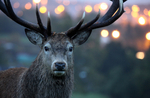 Red Deer _AN074