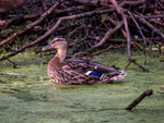 Mallard