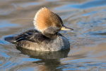 Merganser