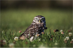 Little Owl
