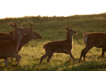 Red Deer _AN056