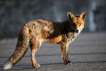 Urban dog fox in Bristol Street _ UR0004