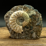 scun 168 Aegasteroceras sp