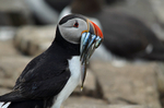 Puffin