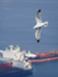 Yellow-legged Gull flying, Gibraltar