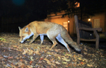 Urban Fox_Bristol_0239