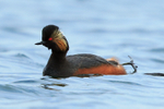 Black-necked Grebe (summer plumage) stretching a leg at Farmoor