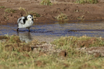 Andean Goose gosling crosses stream, Machuca, Chile
