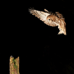 Tawny Owl in flight nightime landing on post, Otterbourne, Hampshire