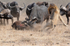 Male Buffalo takes action