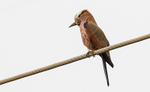 Rufous-crowned Roller.