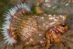 Calliactis parasitica
