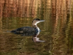 Great Northern Diver