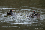 Sparring Moorhens! 6 of 6