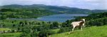 Bala lake from Llanuchllyn