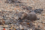 Otter
