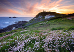 Cape Cornwall Sea Pinks