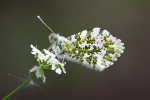 Orange Tip