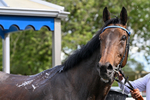 040726-Race 4-Al Aasy-4621